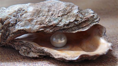 هل تعلم أين يوجد اللؤلؤ الطبيعي؟ .. معلومات شيقة!