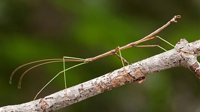 معلومات شيقة عن الحشرة العصوية.. تعرف عليها