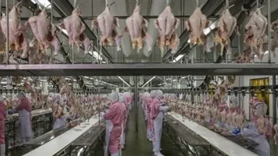 السعودية توقف استيراد الدجاج من مصانع برازيلية