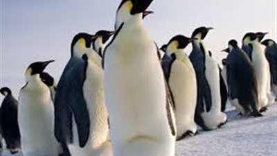 معلومات مذهلة تعرفها لأول مرة عن طائر البطريق 