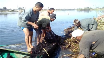كبار الصيادين يوضحون الفرق بين السمك البلطي البلدي النيلي وسمك المزارع