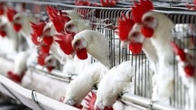 أسعار الفراخ والبيض في الأسواق اليوم الاثنين 28-1-2019