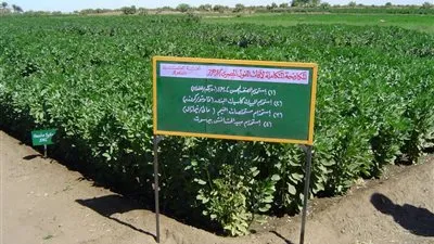 مركز البحوث الزراعية: لدينا خطة لغزو العالم بالفاكهة المصرية