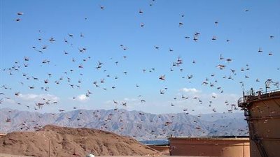 رصد سرب من الجراد على الحدود المصرية السودانية
