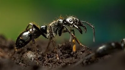 معلومات شيقة عن النمل.. اكتشفها