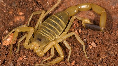  الزعاق يعلن بداية موسم العقارب 