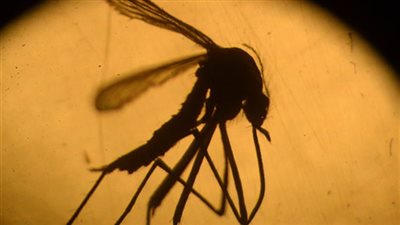 بعد قرار تطعيم القادمين من 132 دولة.. ما لا تعرفه عن الحمى الصفراء