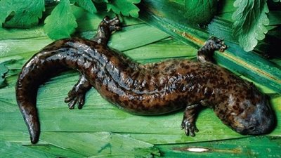 معلومات شيقة عن السمندل الصيني.. اكتشفها