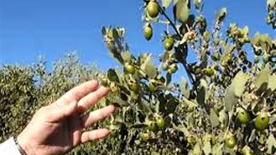 جمعية تربية الإبل: مشروع زراعي رائد لإنتاج أنقى الزيوت من نبات «الجوجوبا»