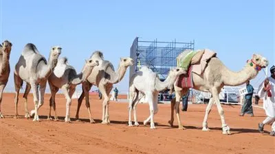 اختتام ثالث أيام مهرجان الملك عبد العزيز للإبل