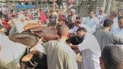 تحصين 69499 رأس ماشية ضد الحمى القلاعية بالدقهلية