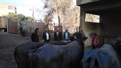 سكرتير عام القليوبية يتابع حملة التطعيم ضد الحمي القلاعية  