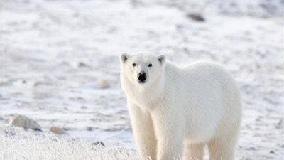 دببة قطبية تغزو جزرًا روسية وتسبب حالة طوارئ