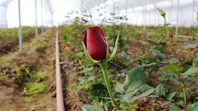 تقرير: الأتراك ينفقون 475 مليون دولار سنويا على الورود في عيد الحب 