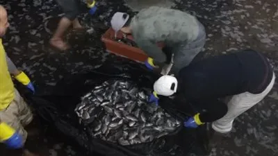 عميد زراعة بنها: طرح إنتاج أول مشروع المزارع السمكية وبيعها للمواطنين بأسعار مخفضة (صور)