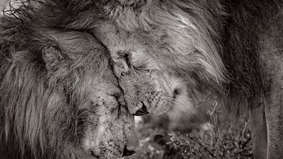 الشقيقان.. صورة لأسدين تفوز بأجمل تصوير للحياة البرية فى لندن