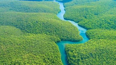 تعرف على أكبر الغابات الممطرة في العالم.. معلومات شيقة