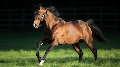 114.5 مليون دولار واردات مصر من الخيول والحيوانات الحية خلال 9 أشهر 