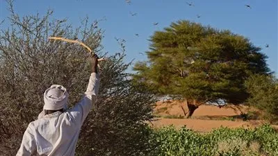 الفاو تحذر من انتشار الجراد الصحراوى على سواحل السعودية