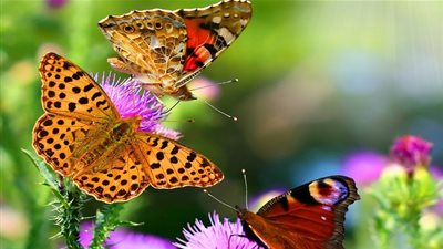 معلومات شيقة عن الفراشات.. اكتشفها