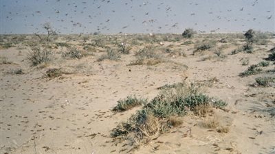 منظمة الصحة العالمية تحذر من انتشار أسراب الجراد في مصر 
