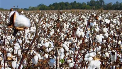 مدير معهد بحوث القطن: انتاجية الفدان وصلت لـ 12 قنطار