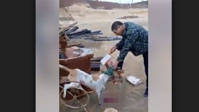 تعليق متحدث وزارة الزراعة على ذبح عمال صينيين الكلاب بحلوان وأكلها