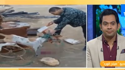 برلماني: يجب اتخاذ إجراء رادع ضد العمال الصينيين لأكلهم الكلاب في مصر (فيديو)