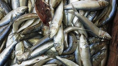 ضبط 40 طن سمك ماكريل و 15 طن كبدة غير صالحة للإستهلاك الآدمى في العبور