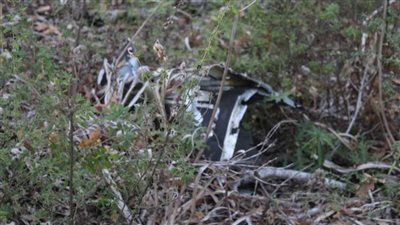 قتلى بتحطم مروحية عسكرية غربي الجزائر  