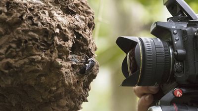 العثور على أكبر نحلة في العالم بأندونيسيا