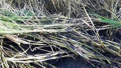 عاجل.. حريق في زراعات القصب في قنا.. النيران تلتهم 20 فدان