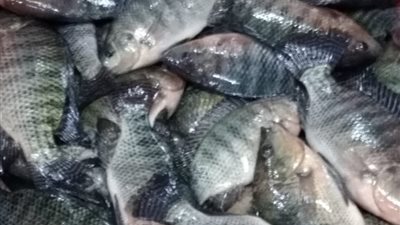 ضبط 50 طن أسماك وكبد منتهية الصلاحية بإحدى الثلاجات بالعبور