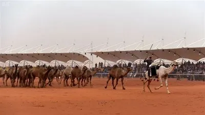 السعودية..5 فائزين في مسابقة طبع الإبل في مهرجان 