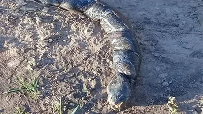 شاهد.. مواطنة تكتشف مخلوق غريب بأسنان بشرية في الأرجنتين