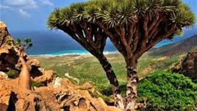 ما لاتعرفه عن الأشجار التي تهدد التنوع الحيوي في أرخبيل سقطرى