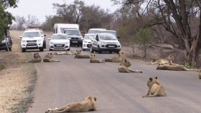 الأسود تسيطر على طريق بحديقة كروجر بجنوب أفريقيا (فيديو)