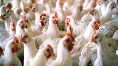 اتحاد الدواجن يكشف سبب زيادة الأسعار في السوق المصري