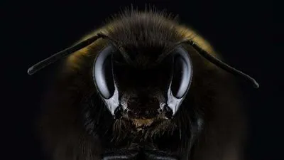 بعد 38 عاما من الاختفاء.. علماء يعثرون على نحلة 