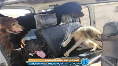 بعد إصابة الطفل محمد إيهاب.. بدء الحملات الدورية لضبط الكلاب المخالفة بمدينتي (صور)