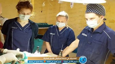 وفد سويدى يجري عمليات لـ 70 قطة وكلب في نقابة الأطباء البيطريين بالبحر الأحمر (صور)