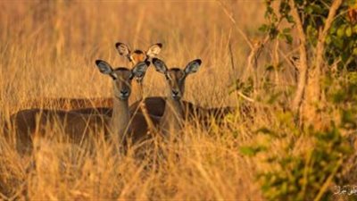 ما لا تعرفه عن اليوم العالمي للأحياء البرية