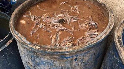 ضبط 5000 كيلو سردين فاسد بالمنوفية (صور)