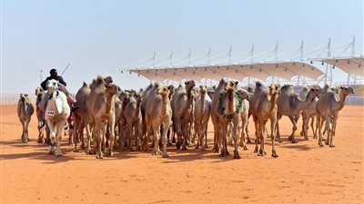 تتويج منقيات ( 50 شعل ) في مهرجان الملك عبدالعزيز للإبل