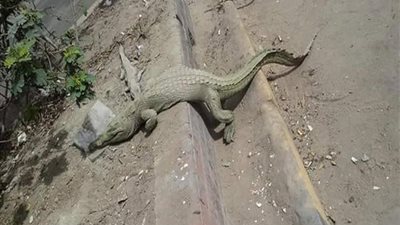 رئيس الإدارة المركزية لحدائق الحيوان: الحديث عن هروب تماسيح من حديقة الجيزة غير صحيح