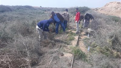 على مساحة ألف فدان.. بدء المرحلة الثانية لتجريف الحشائش في منطقة آثار أبو مينا العالمية