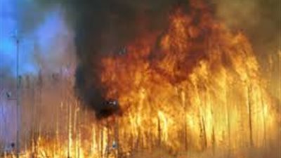 التفاصيل الكاملة لحرائق الغابات في أستراليا