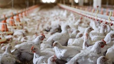 ننشر الإجراءات الاحترازية لمنع انتشار أنفلونزا الطيور بالأقصر
