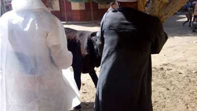 تحصين 187 ألف رأس ماشية ضد الحمى القلاعية والوادي المتصدع ببني سويف