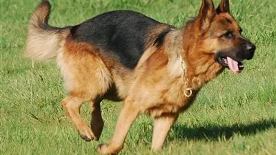 خبراء: لهذه الأسباب تختلف عقوبات عقر الكلاب.. و65 حالة وفاة بسببها خلال 2018